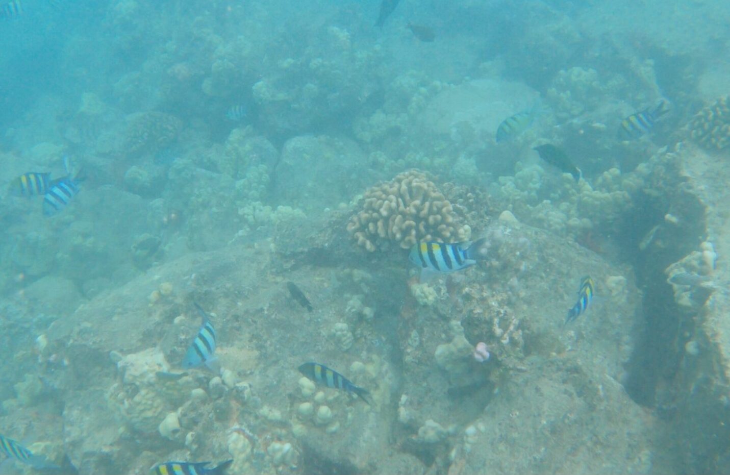 海中